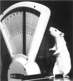 nuevo 05.jpg (7908 bytes)